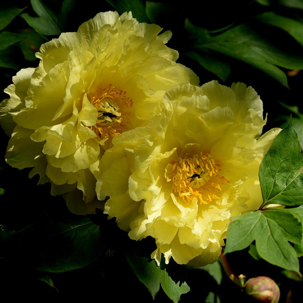 シャクヤク（芍薬）