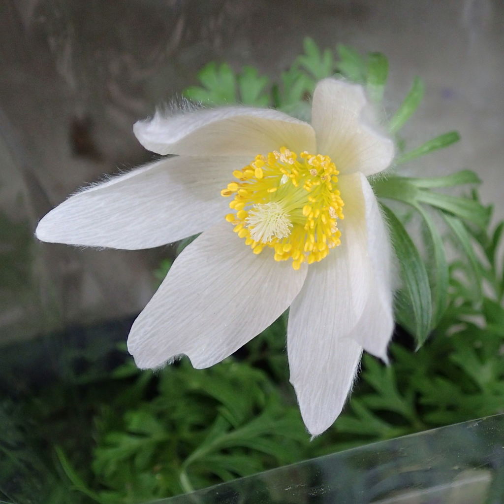 オキナグサ（翁草）