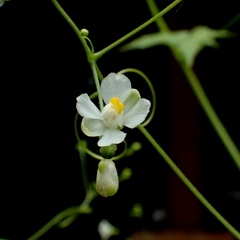 フウセンカズラ（風船葛）の花