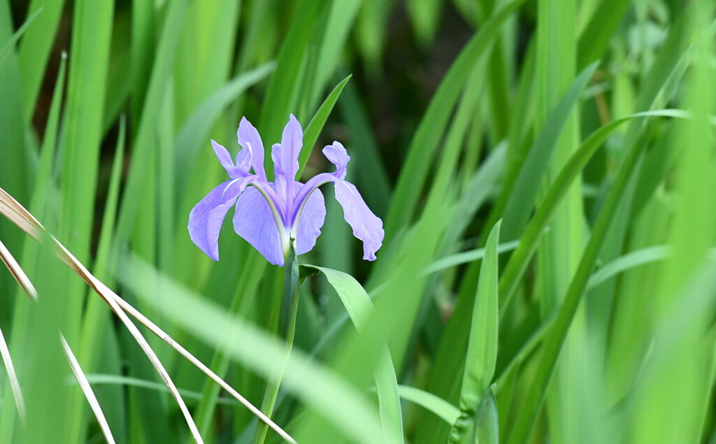 カキツバタ（杜若、燕子花）