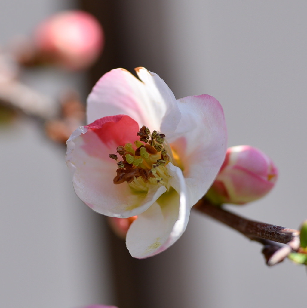 ボケ（木瓜）の花