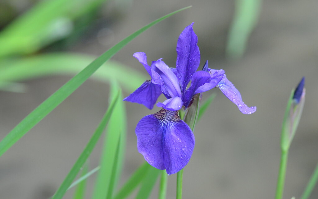 アヤメ（菖蒲、文目、綾目） 