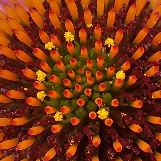 ルドベキアの花蕊3