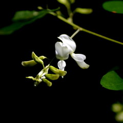 シロバナハギ（白花萩） 