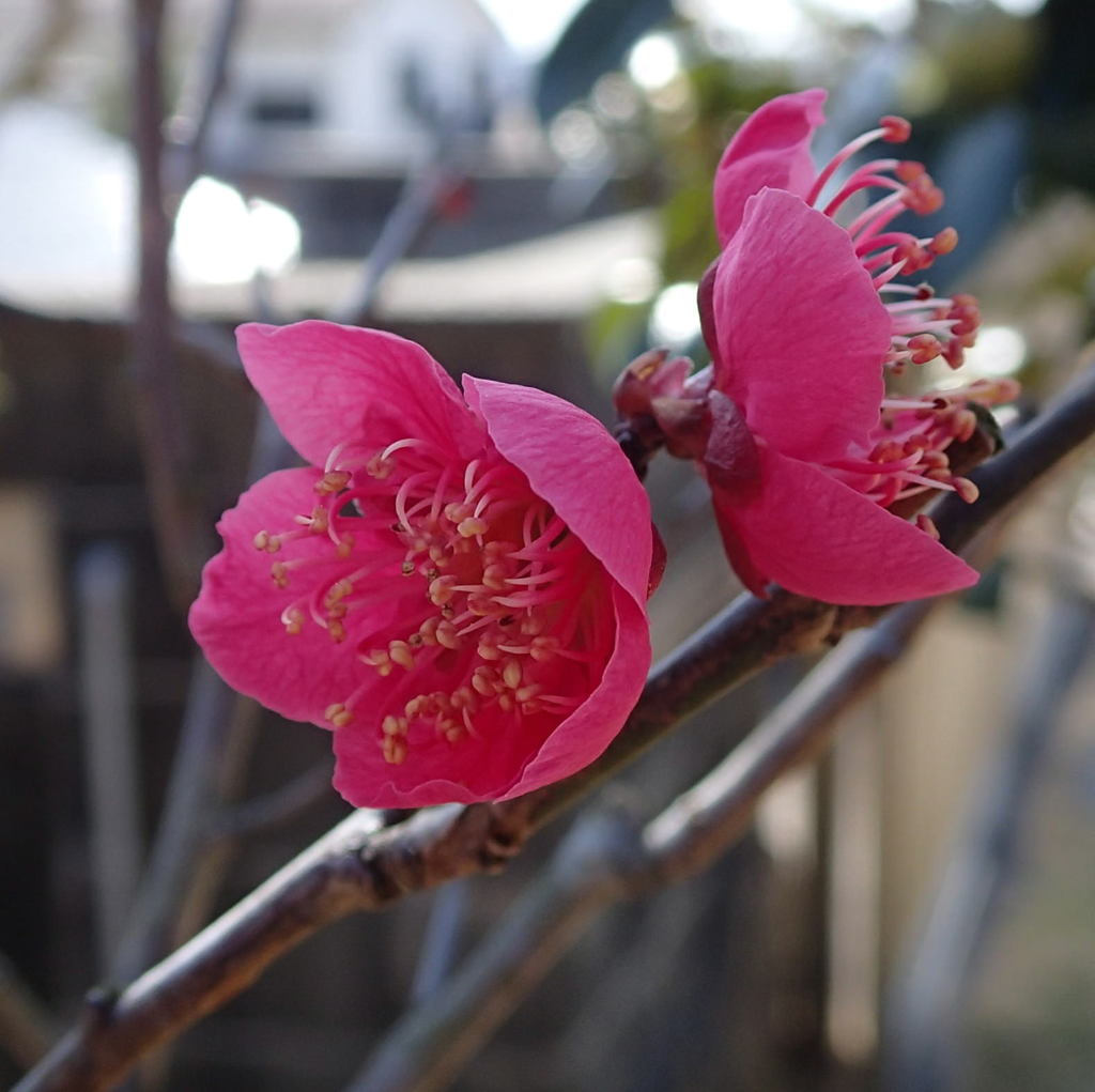 ハナウメ（花梅）