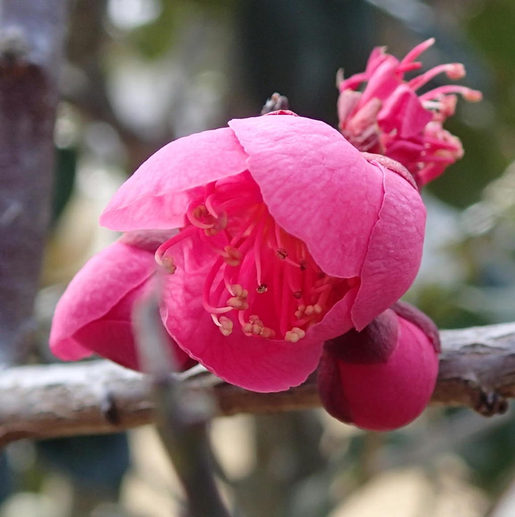 ハナウメ（花梅）