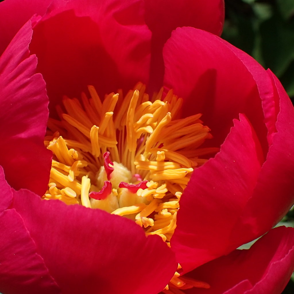 シャクヤク（芍薬）