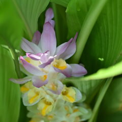 ウコン（鬱金）の花