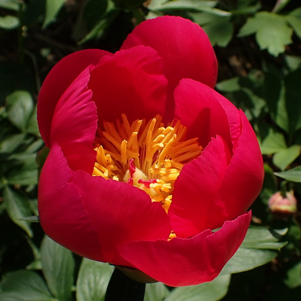 シャクヤク（芍薬）