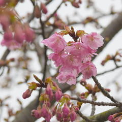 カワヅザクラ（河津桜）