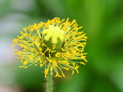 ポピーの花蕊