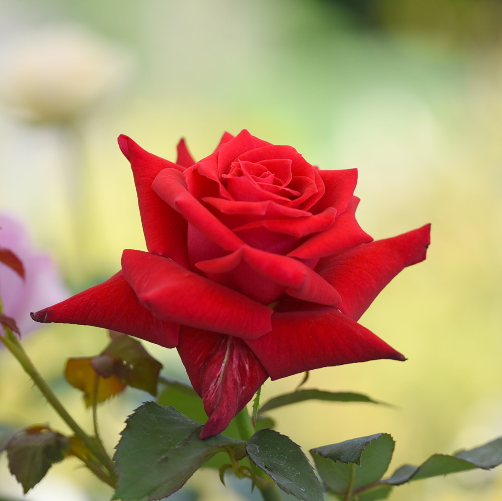バラ（薔薇）