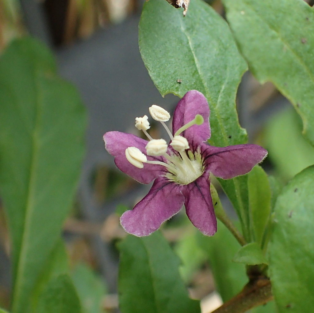 クコ（枸杞）の花