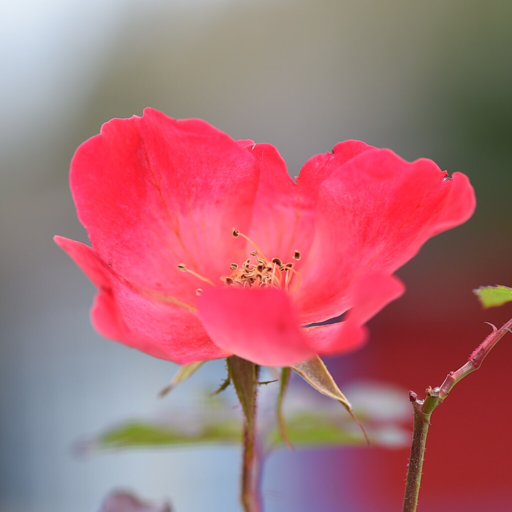 フユソウビ（冬薔薇）