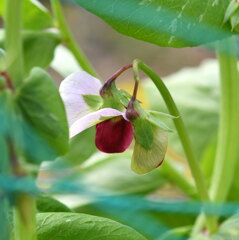 紫エンドウ（ツタンカーメン）の花 