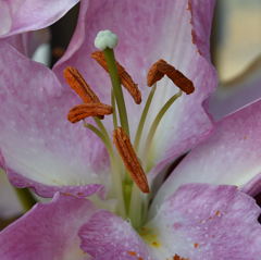 ユリの花蕊