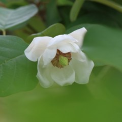 オオヤマレンゲ（大山蓮華）