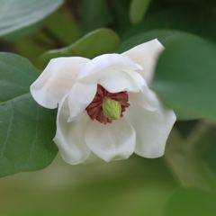 オオヤマレンゲ（大山蓮華）