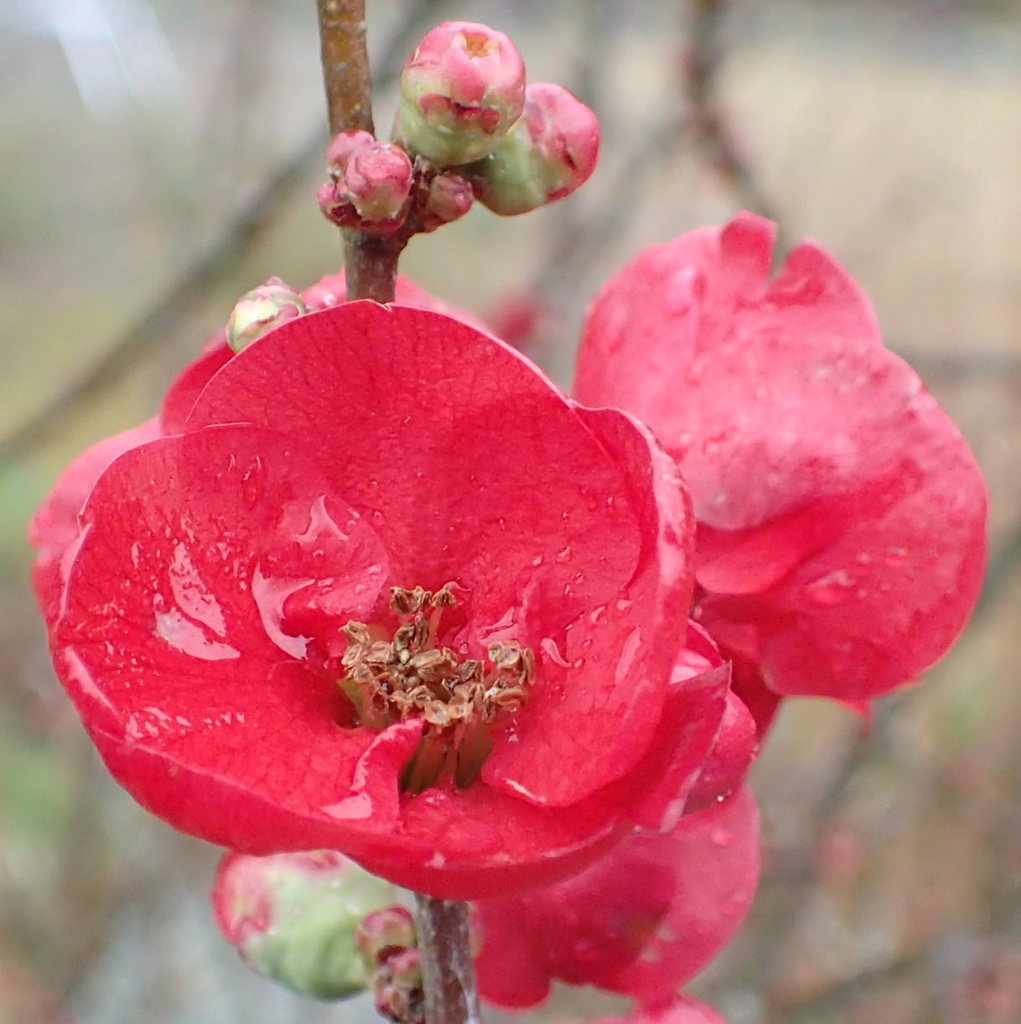 ボケの花