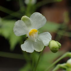 フウセンカズラ（風船葛）の花 