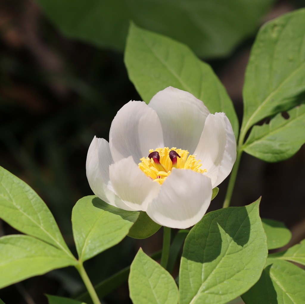 ヤマシャクヤク（山芍薬）