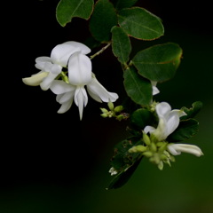 シロバナハギ（白花萩） 