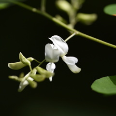 シロバナハギ（白花萩） 