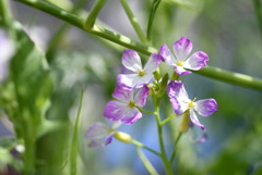 ダイコンの花