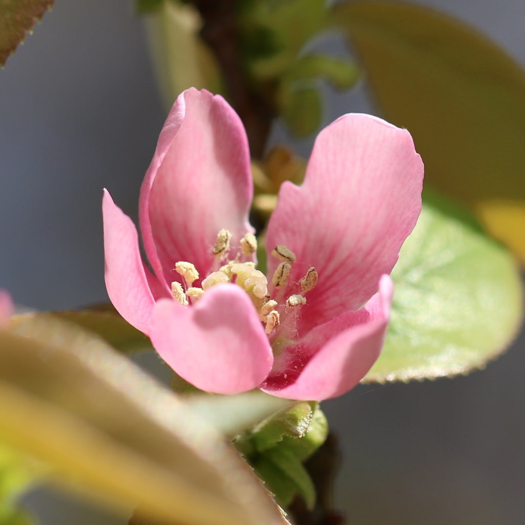 カリン（花梨）の花