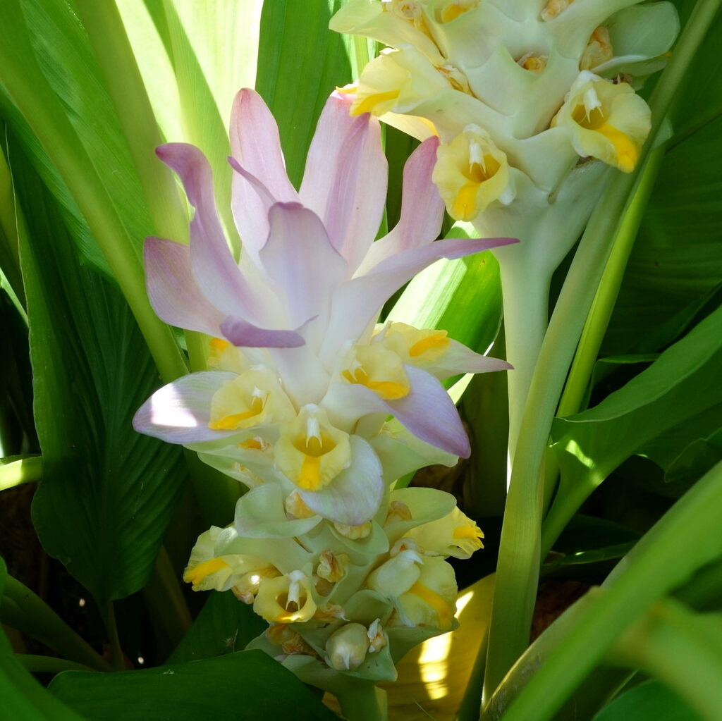 ウコン（鬱金）の花