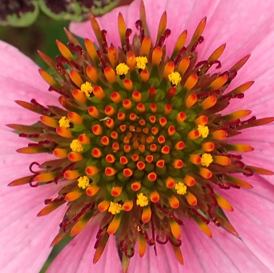 ルドベキアの花蕊