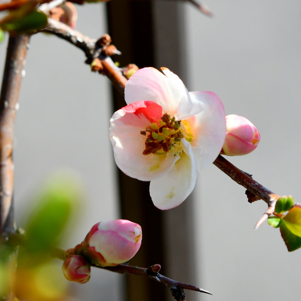 ボケ（木瓜）の花