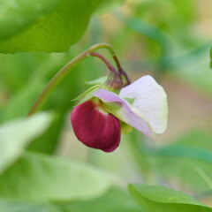 紫エンドウ（ツタンカーメン）の花 