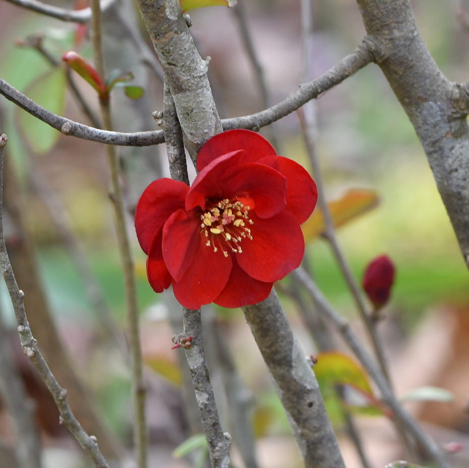 ボケ（木瓜）の花