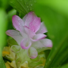 ウコン（鬱金）の花