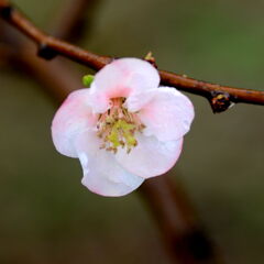 ボケ（木瓜）の花