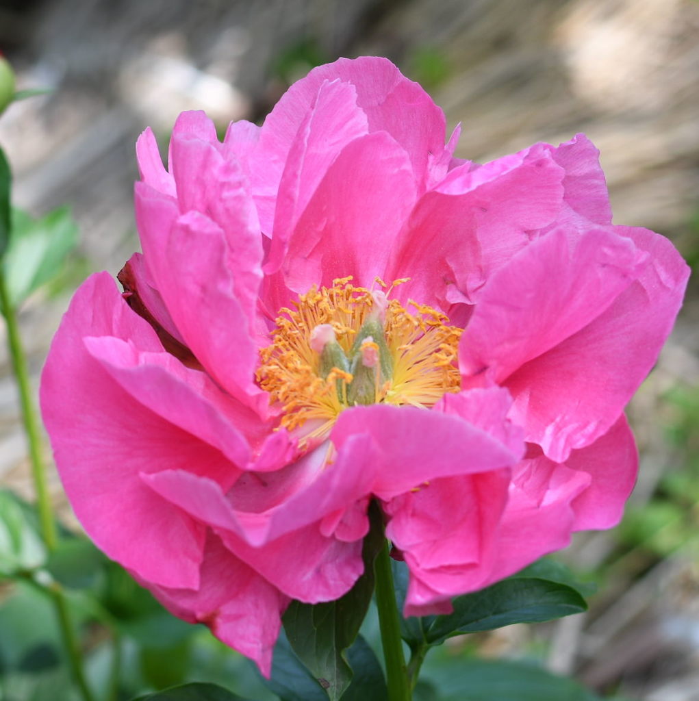 シャクヤク（芍薬）