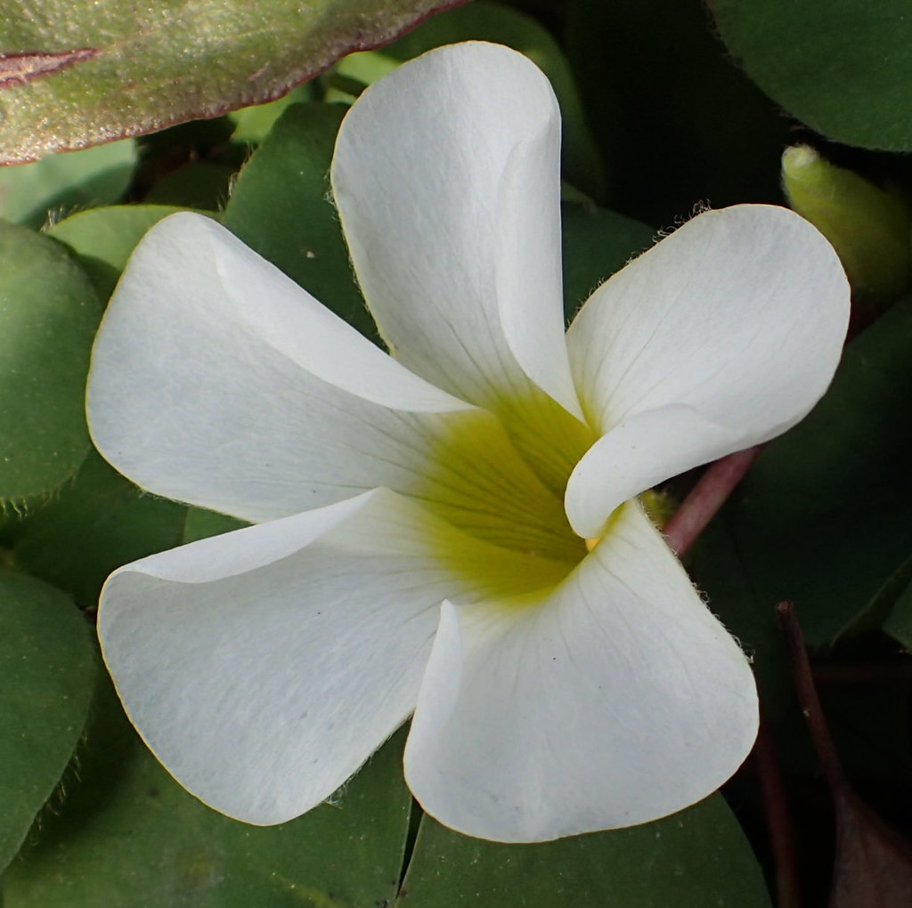 フヨウカタバミ(芙蓉片喰) 