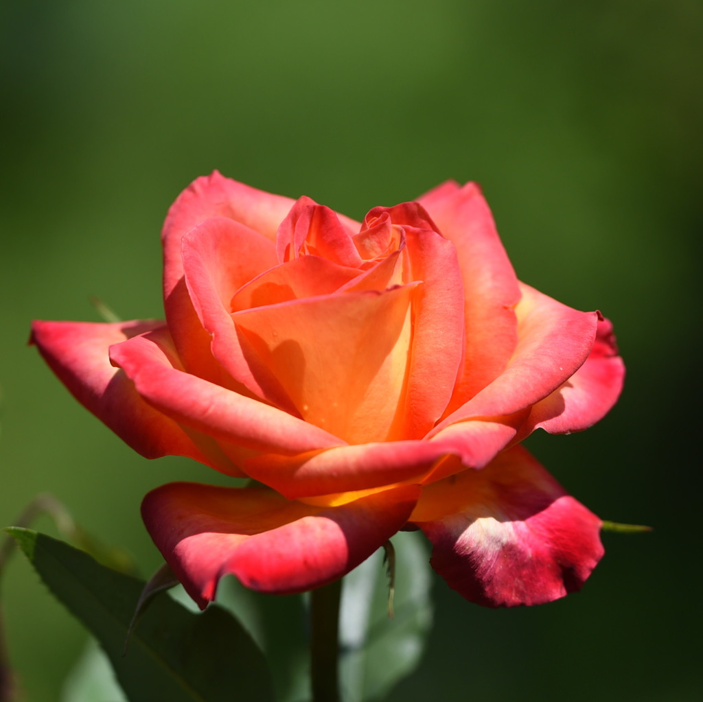 バラ（薔薇）