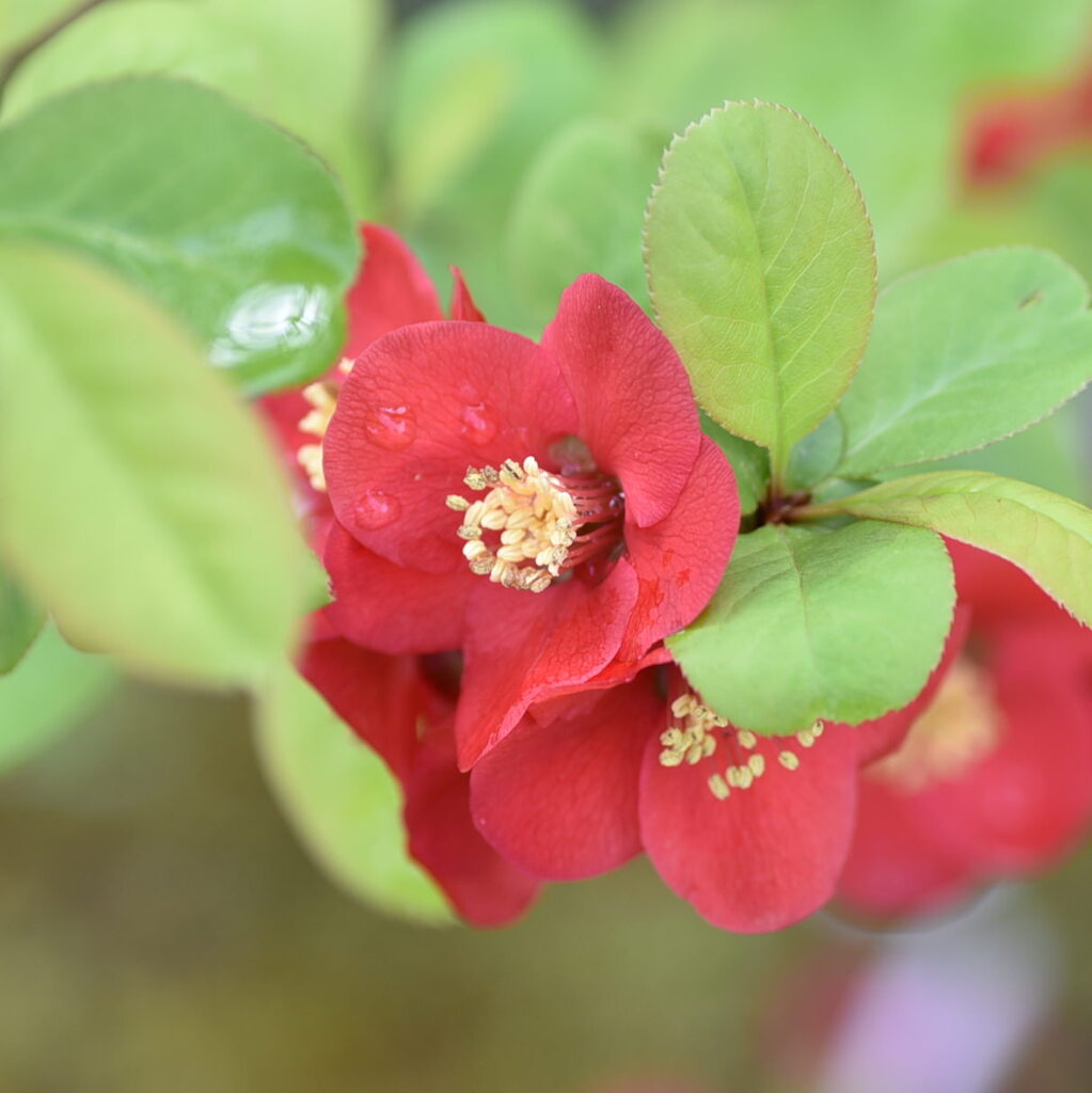 ボケ（木瓜）の花