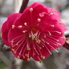 ハナウメ（花梅）