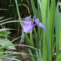 カキツバタ（杜若）