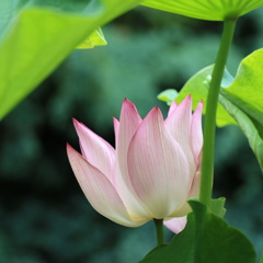 ハス（蓮）