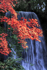 Autumn leaves