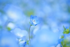 いつかのネモフィラ 