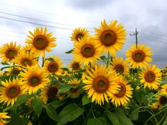 曇天ひまわり