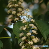 トチノキの花