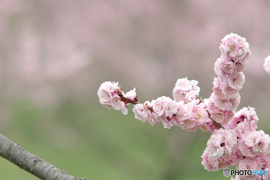 平岡公園の梅（2019）