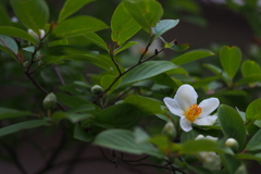 夏椿