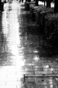 雨の歩道